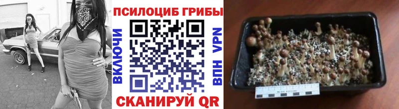 купить Магадан Галлюциногенные грибы MAGIC MUSHROOMS